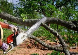 Reliable Lexington Hills, CA Tree Removal and Landscaping Services Solutions